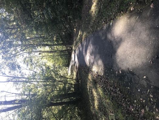 Walking Trail Walking Trail